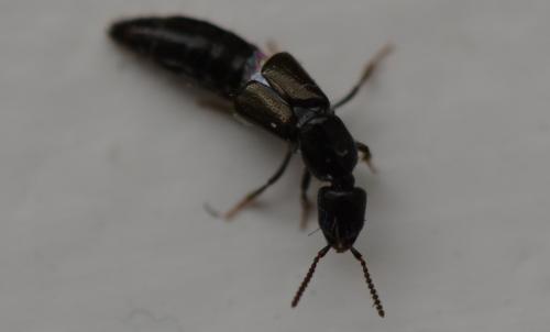 Réf. 302 436 : Xantholinini inconnu